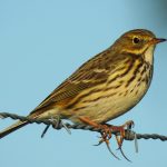 Anthus Pratensis