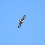 Buteo buteo