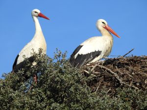 Ciconia ciconia