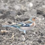 Fringilla coelebs