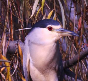 Nycticorax nycticorax