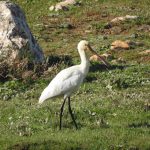 Platalea leucorodia