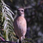 Saxicola torquatus