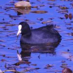 Fulica atra