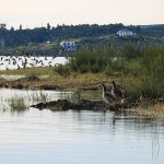 Birding en Extremadura