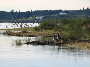 Birdwatching with Top Birding Extremadura