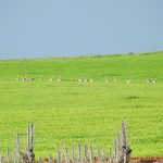 Birding en Tierra de Badajoz