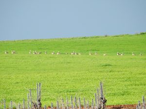 Birding en Tierra de Badajoz