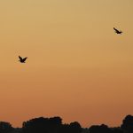 Avutardas en vuelo