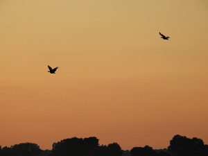 Avutardas en vuelo