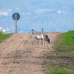 Birding en Tierra de Badajoz