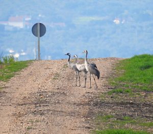 Birding en Tierra de Badajoz