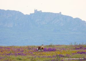 Birds of la Serena