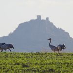 Birding in La Serena