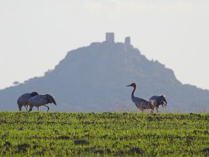 Birds of la Serena