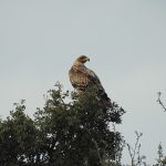 birding en la Serena