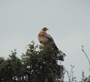 birding en la Serena