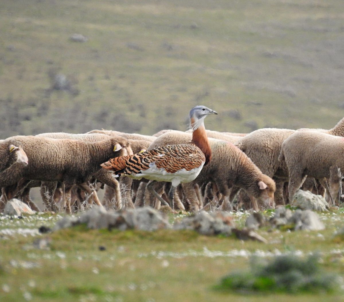 Birding en la Serena