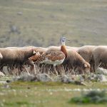 Birding en la Serena