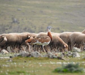 Avutardas en la Serena