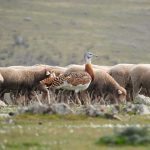 Birding in La Serena