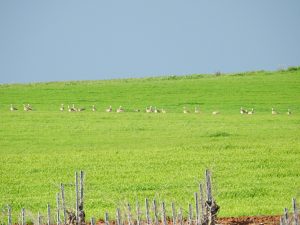 Birding Tierra de Badajoz