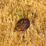 Steppe birds