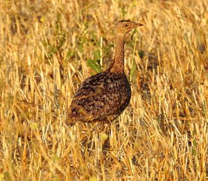 Tetrax tetrax. Birding Tierra de Badajoz