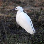 Egretta alba