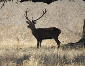 Cervus elaphus