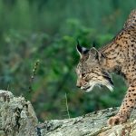 Lince en Extremadura