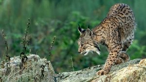 Lince en Extremadura