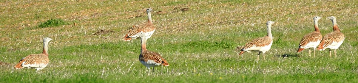 Birds, fauna and nature in Extremadura