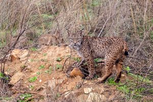 Lince a punto de cazar un conejo enfermo