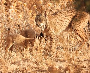 Lynx pardinus