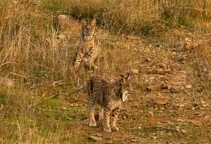 Pareja de linces en Campiña Sur