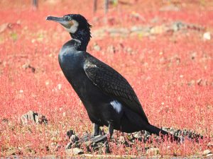 Phalacrocorax carbo, birding en Extremadura