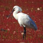 birding Extremadura