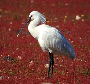 birding Extremadura