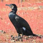 Phalacrocorax carbo, birding in Extremadura