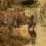 Iberian lynx Extremadura