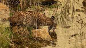 Iberian lynx Extremadura