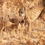 Lynx of Extremadura