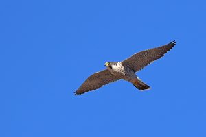 Falco peregrinus 