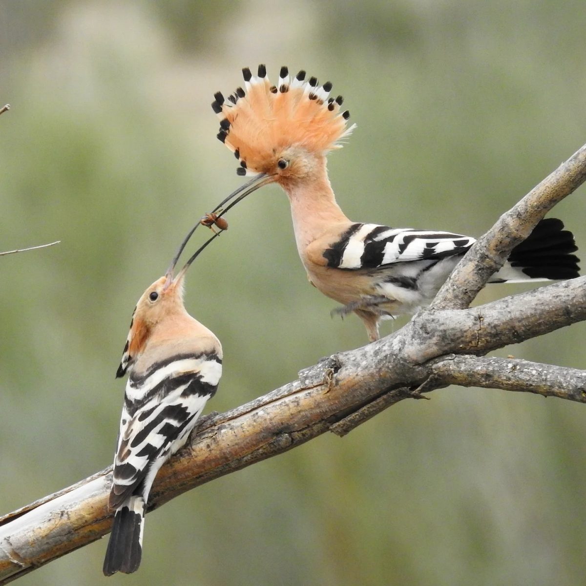 Birding Extremadura