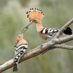 Birding en Extremadura