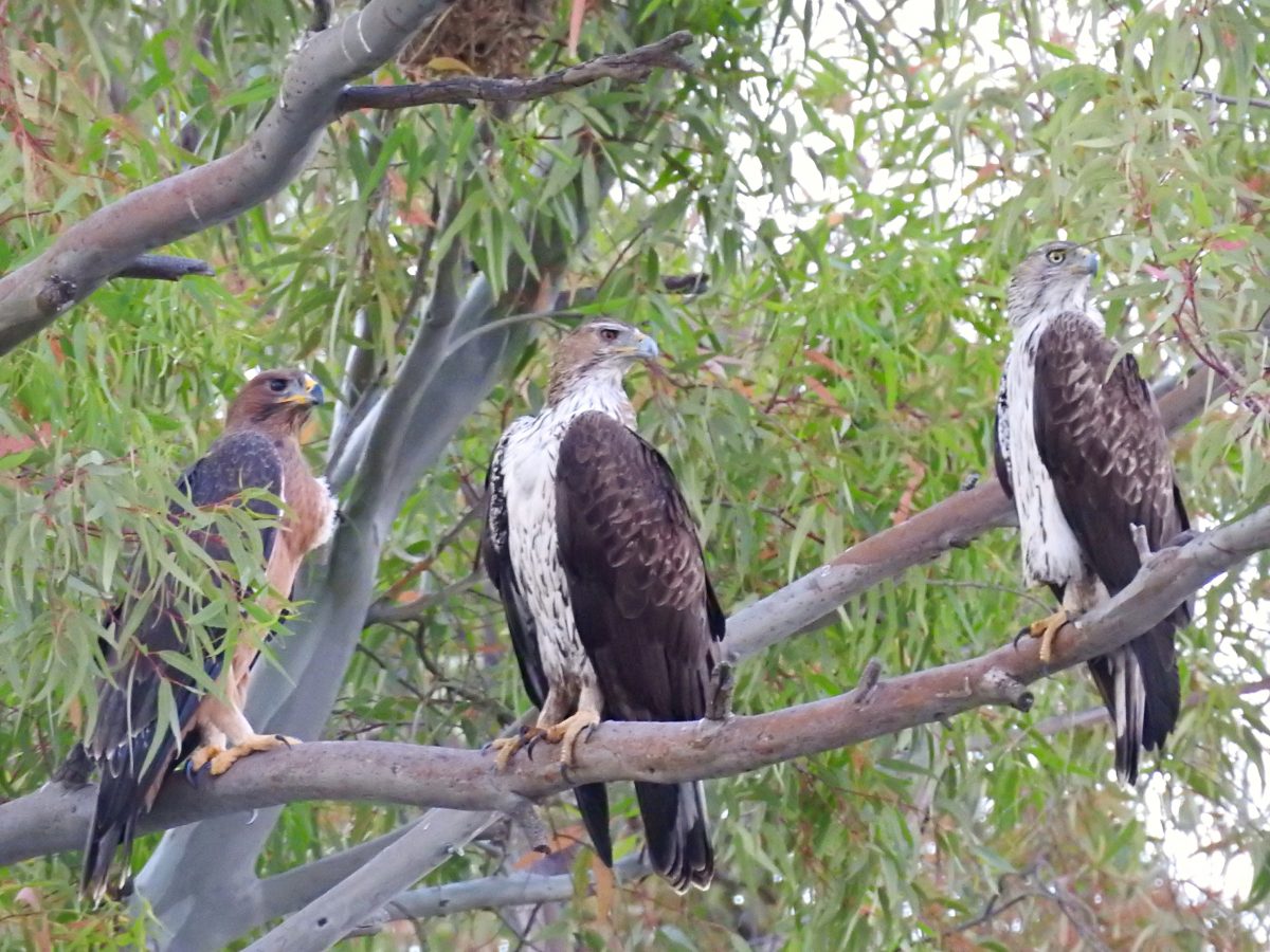 Birding in Extremadura