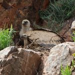 Gyps fulvus