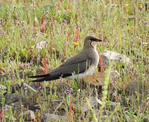 birding en Extremadura