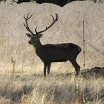 Macho de ciervo en berrea